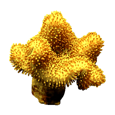corail jaune sur fond transparent
