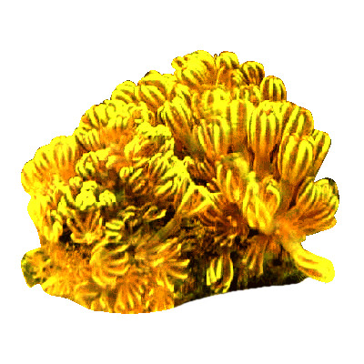corail jaune sur fond transparent