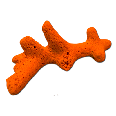 corail orange sur fond transparent