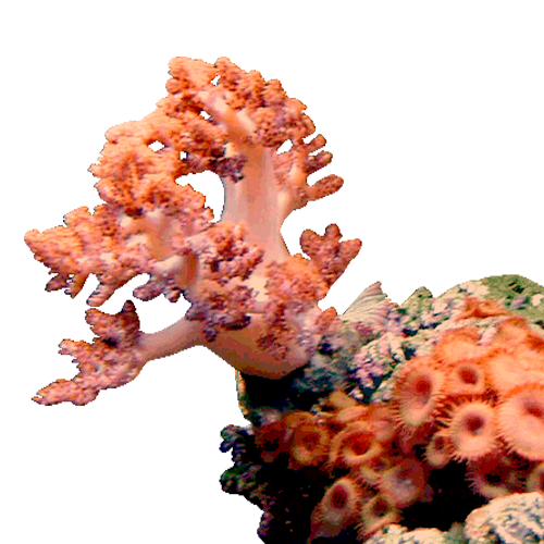 corail orange sur fond transparent