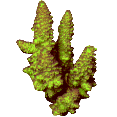 corail vert sur fond transparent