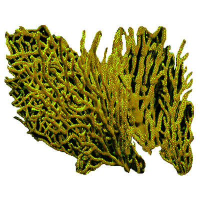 corail vert sur fond transparent